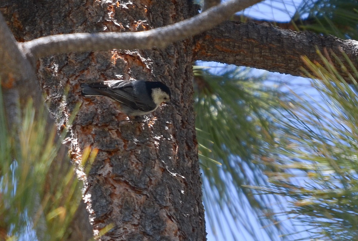 White-breasted Nuthatch - ML619867475