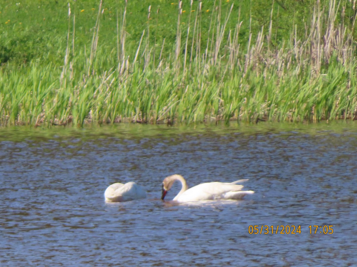 Cisne Trompetero - ML619867480