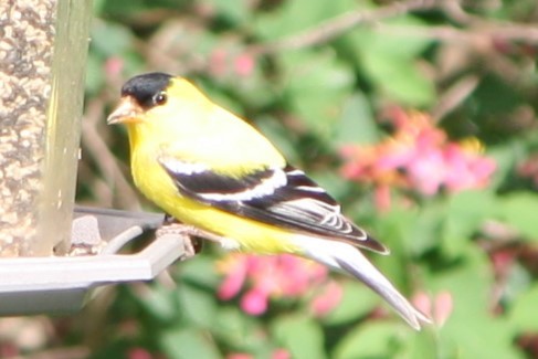 American Goldfinch - ML619867489