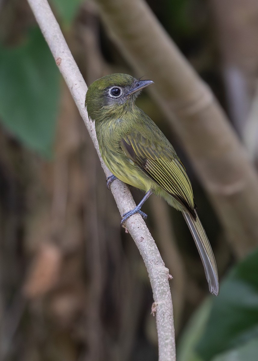 Eye-ringed Flatbill - ML619867499