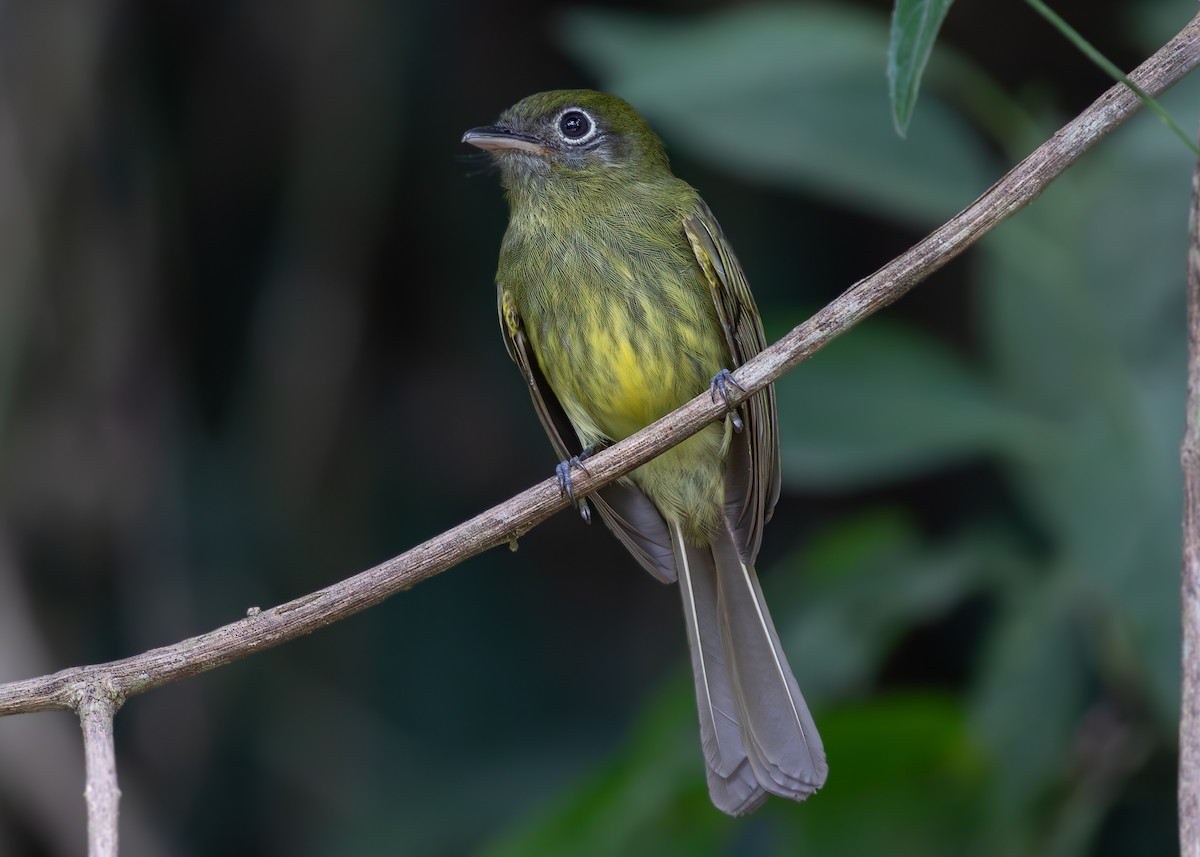 Eye-ringed Flatbill - ML619867500