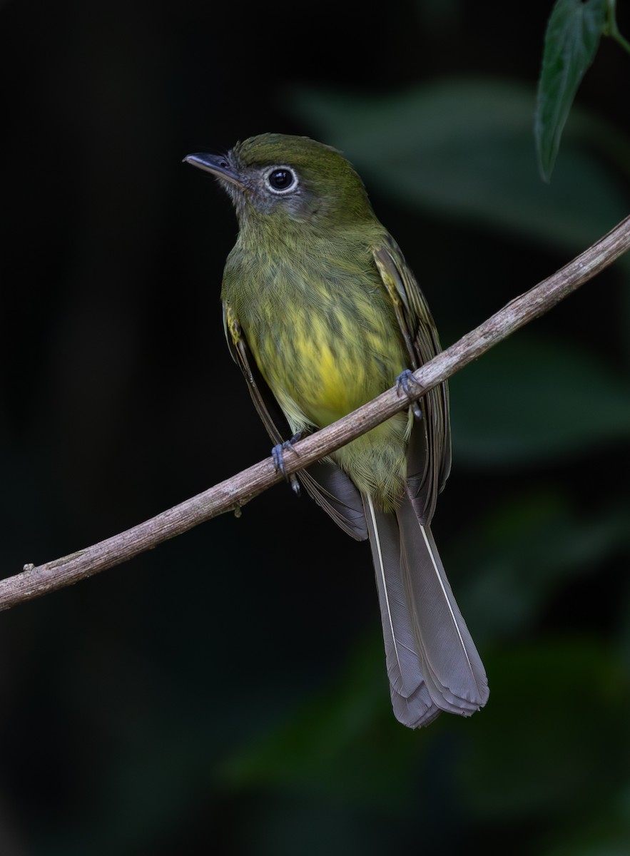 Eye-ringed Flatbill - ML619867501