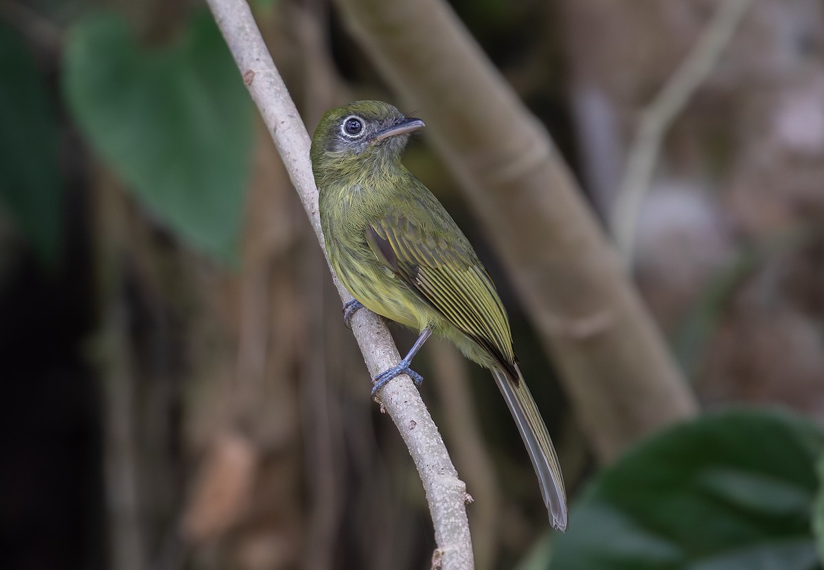 Eye-ringed Flatbill - ML619867503