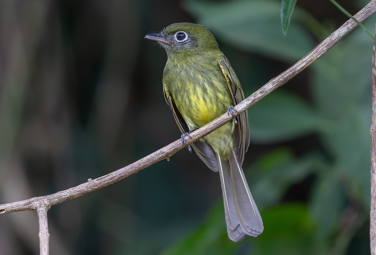 Eye-ringed Flatbill - ML619867504