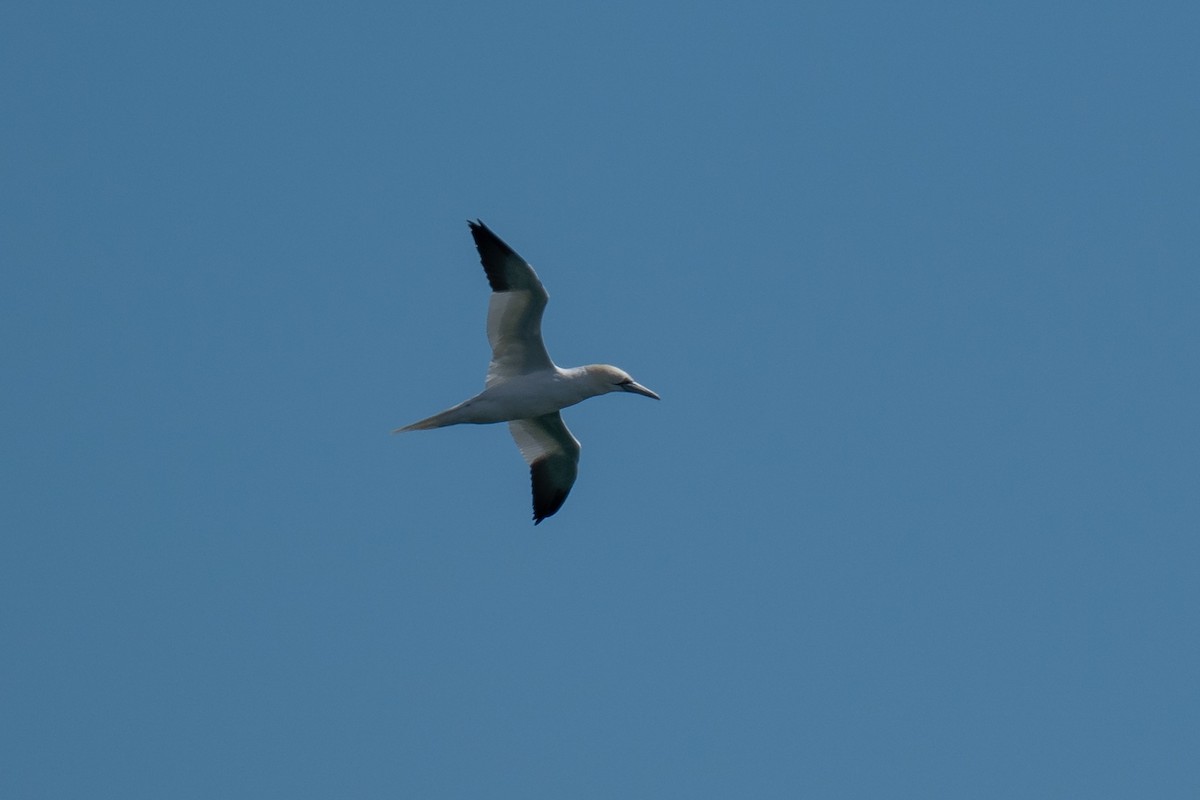 Northern Gannet - ML619867505