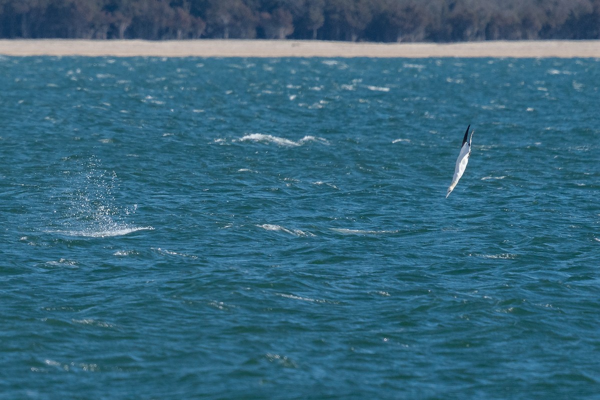 Northern Gannet - ML619867506