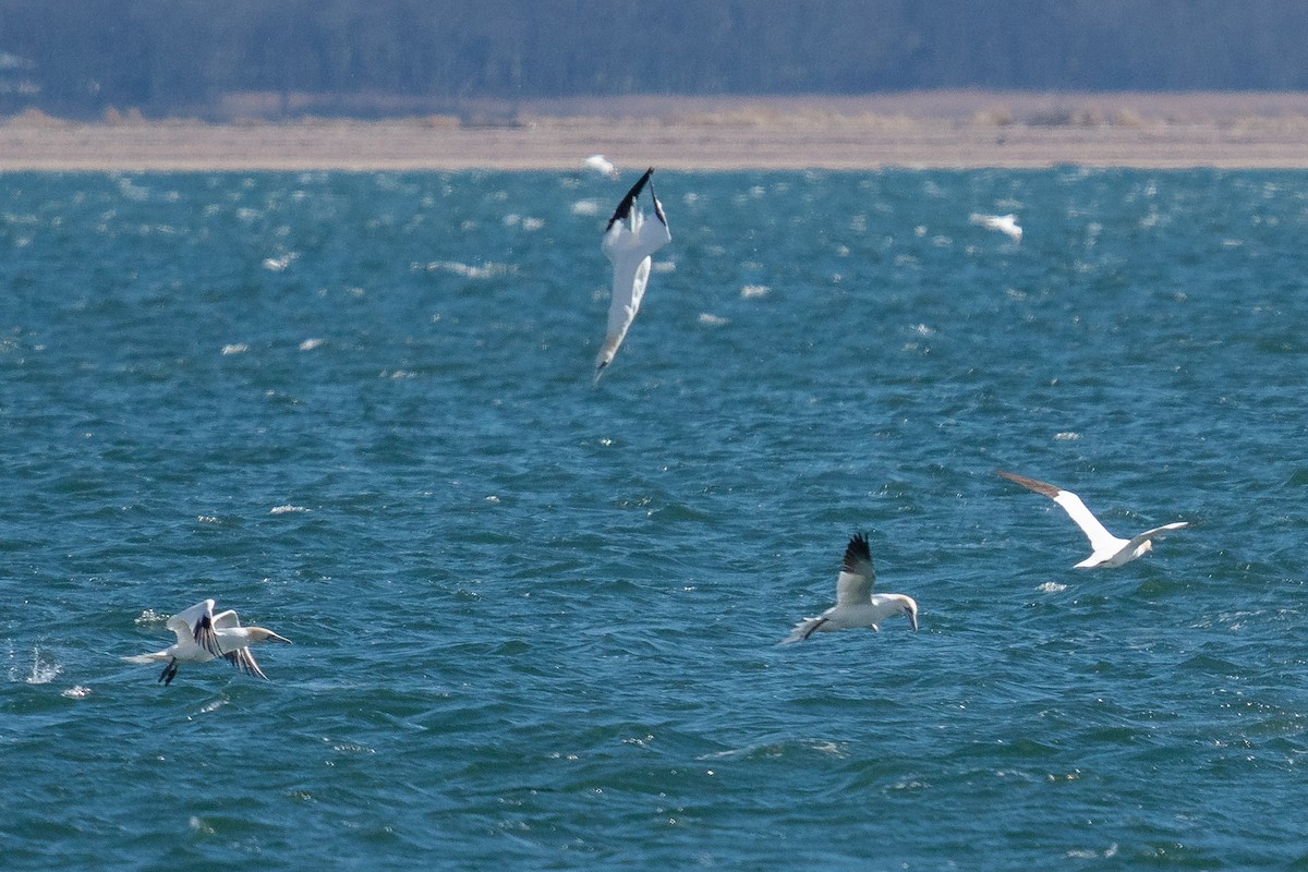 Northern Gannet - ML619867507