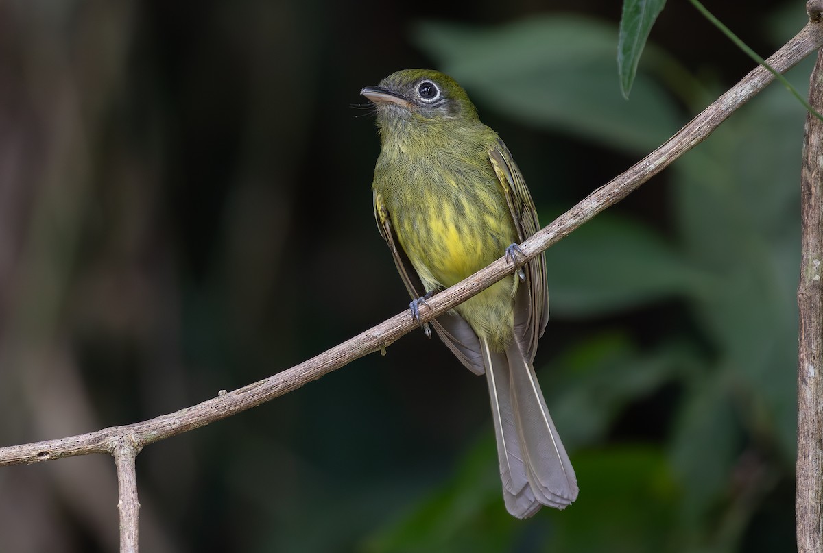 Eye-ringed Flatbill - ML619867508