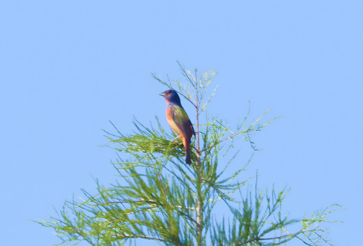 Painted Bunting - ML619867543