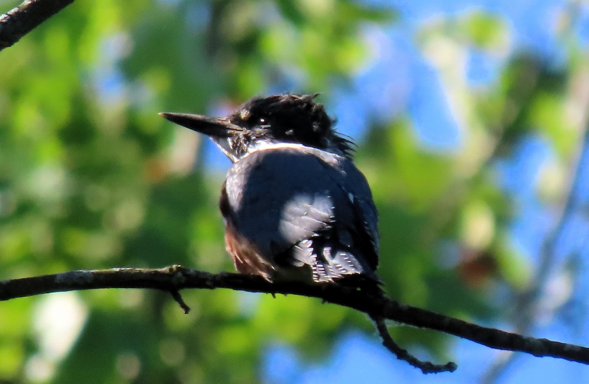 Belted Kingfisher - ML619867551