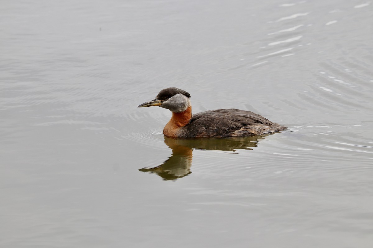 Red-necked Grebe - ML619867552