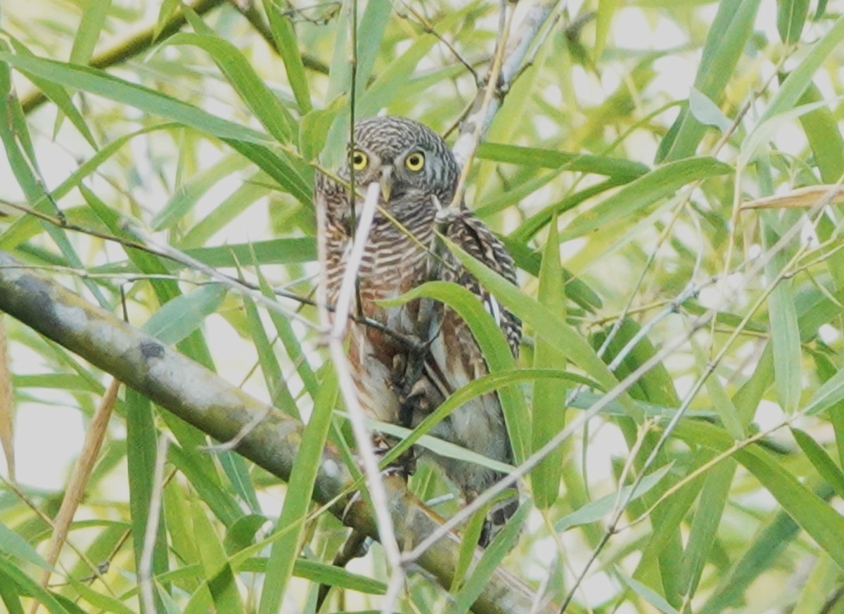 Asian Barred Owlet - ML619867557