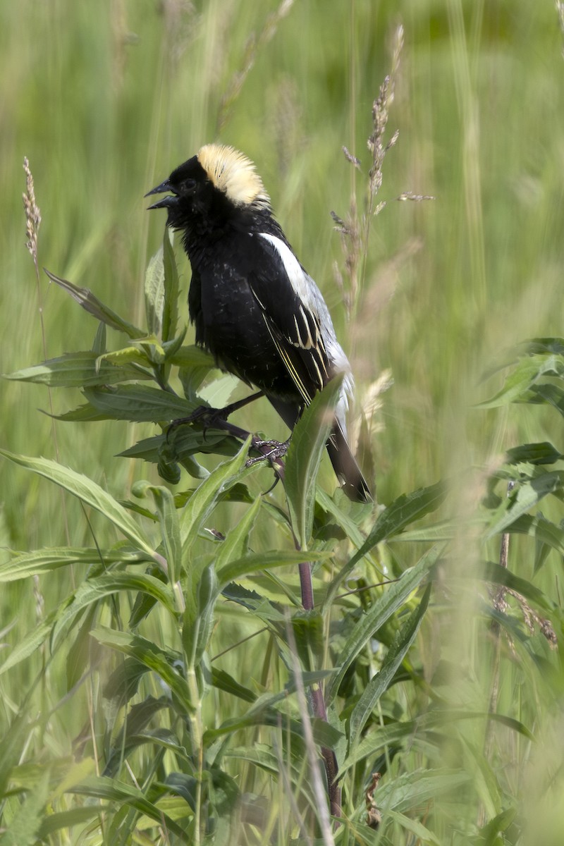 bobolink americký - ML619867580