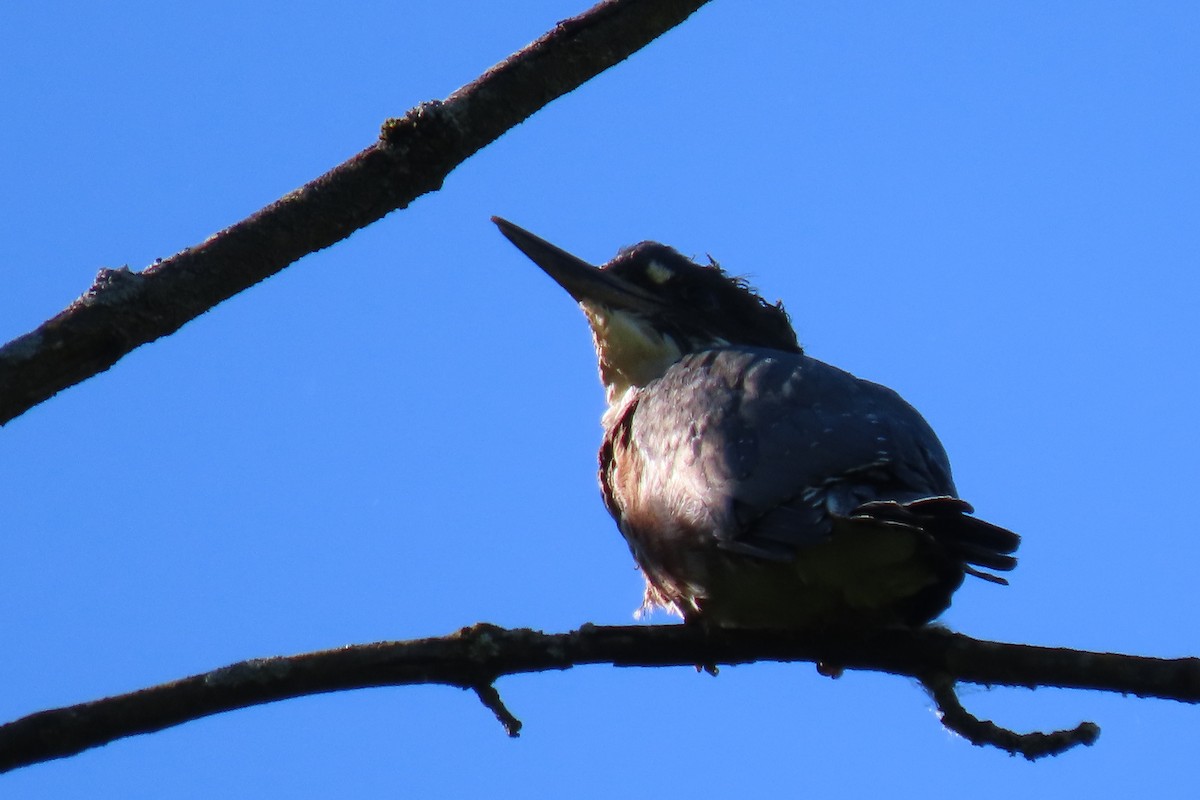 Belted Kingfisher - ML619867590
