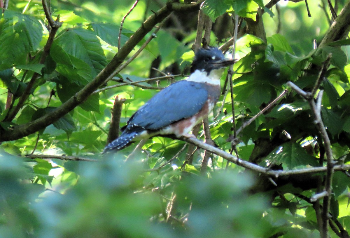Belted Kingfisher - ML619867594
