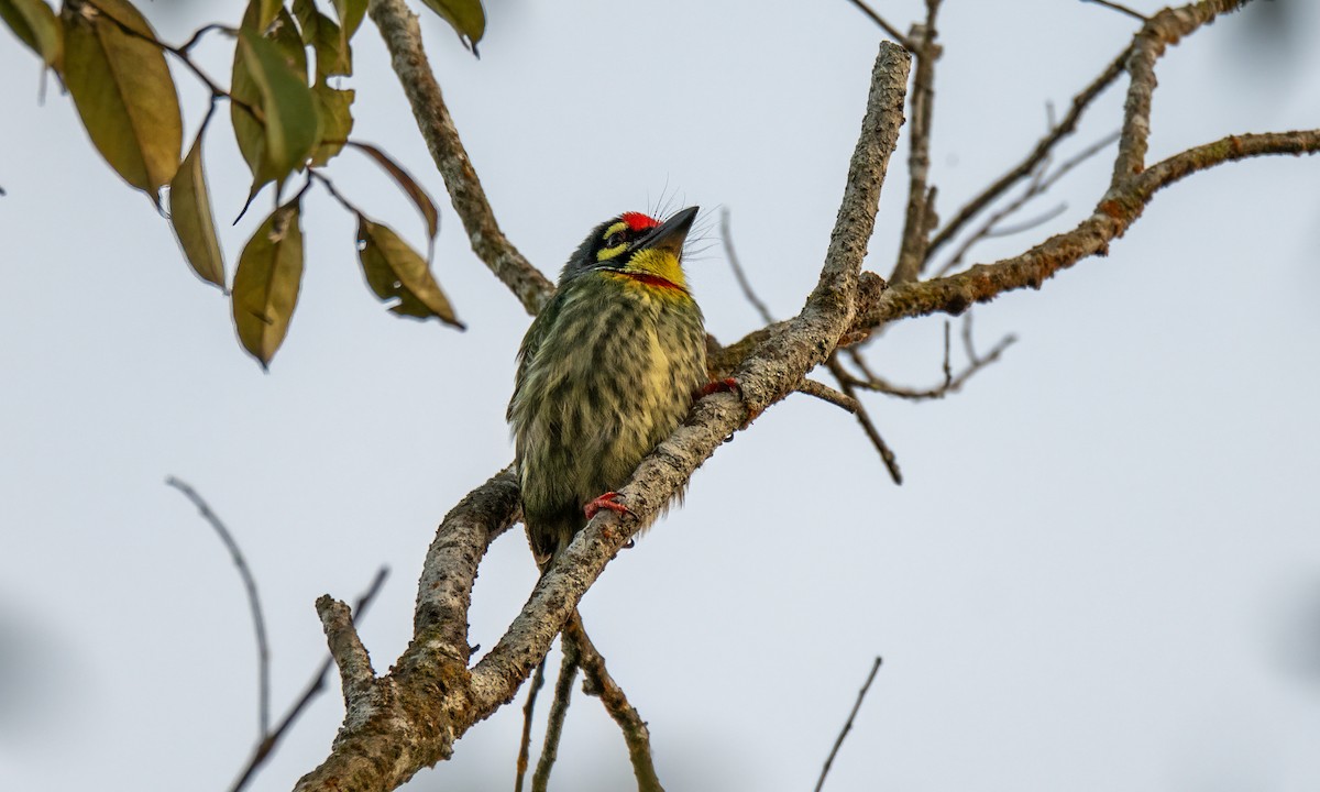 Al Göğüslü Barbet - ML619867600