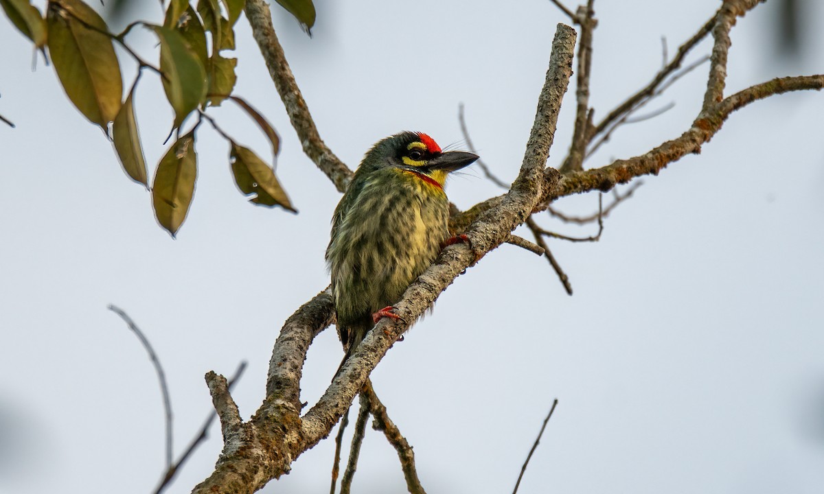 Al Göğüslü Barbet - ML619867602