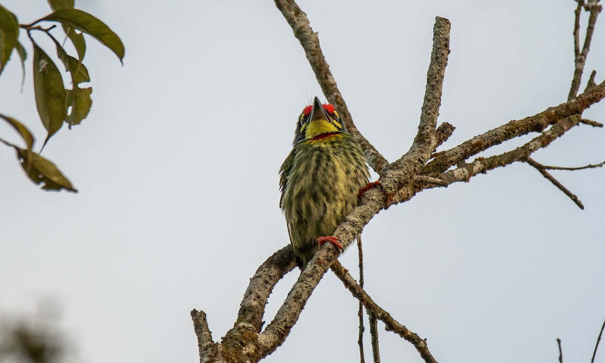 Al Göğüslü Barbet - ML619867603