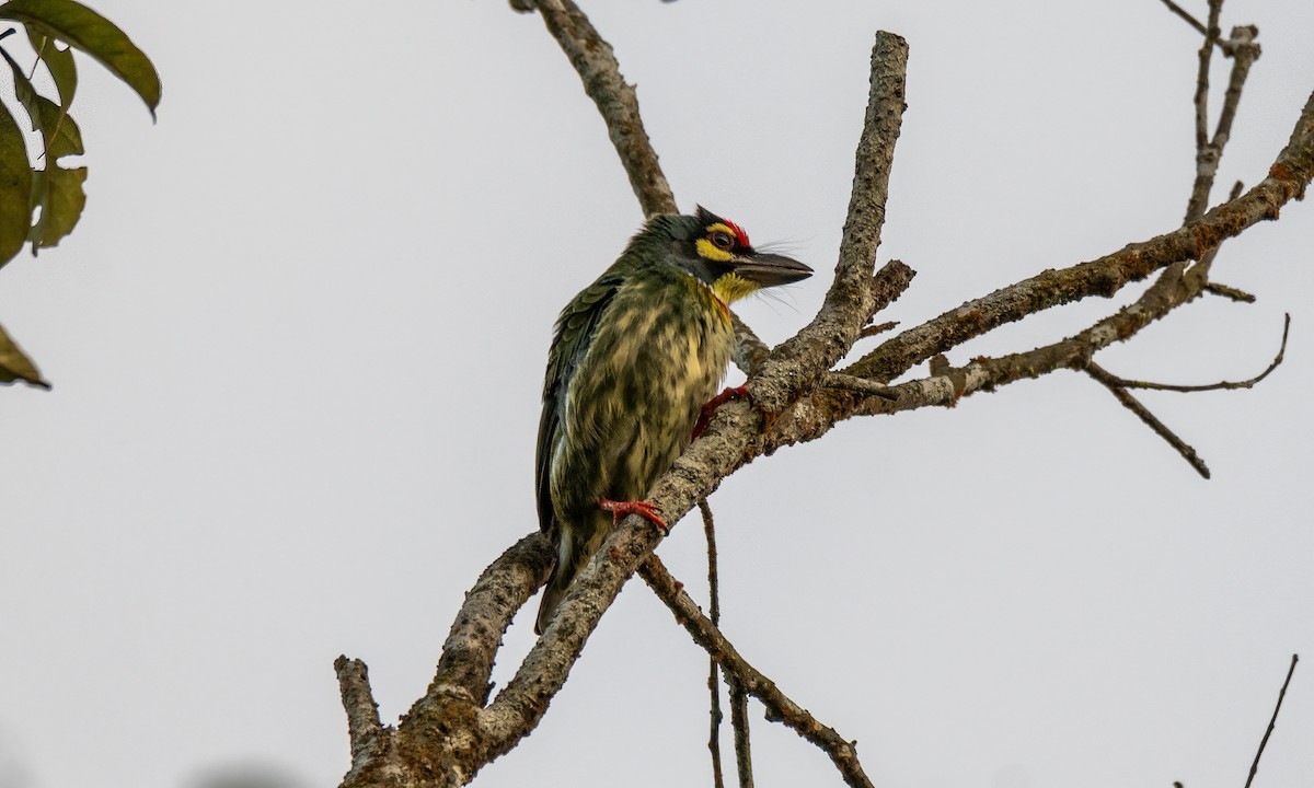 Coppersmith Barbet - ML619867605