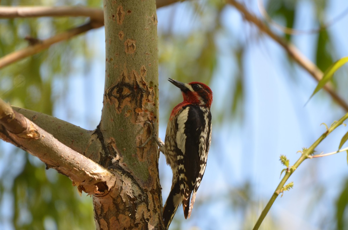 Red-naped x Red-breasted Sapsucker (hybrid) - ML619867606