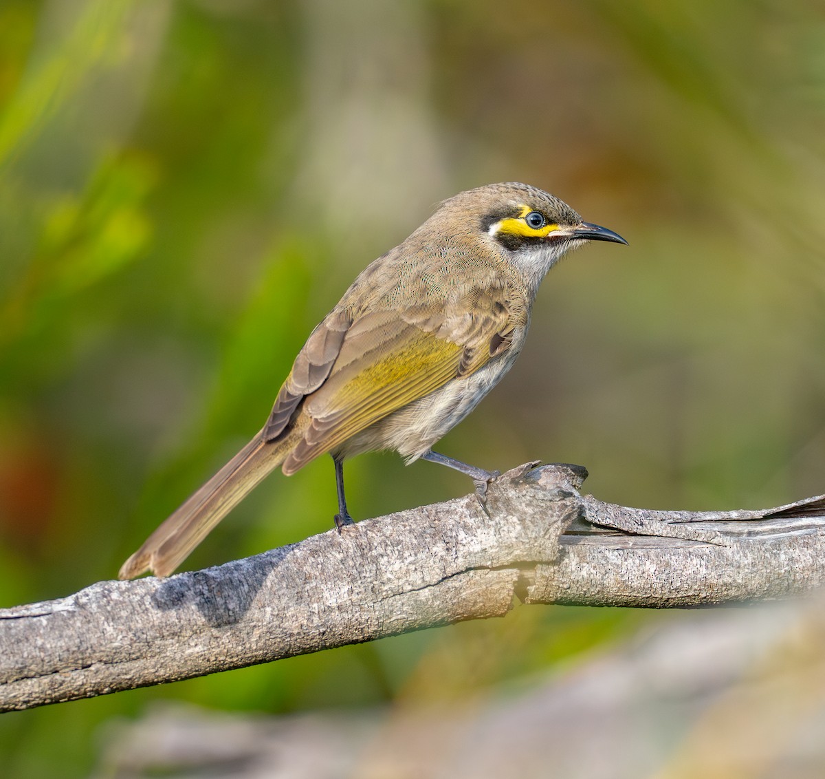 Yellow-faced Honeyeater - peter thorn