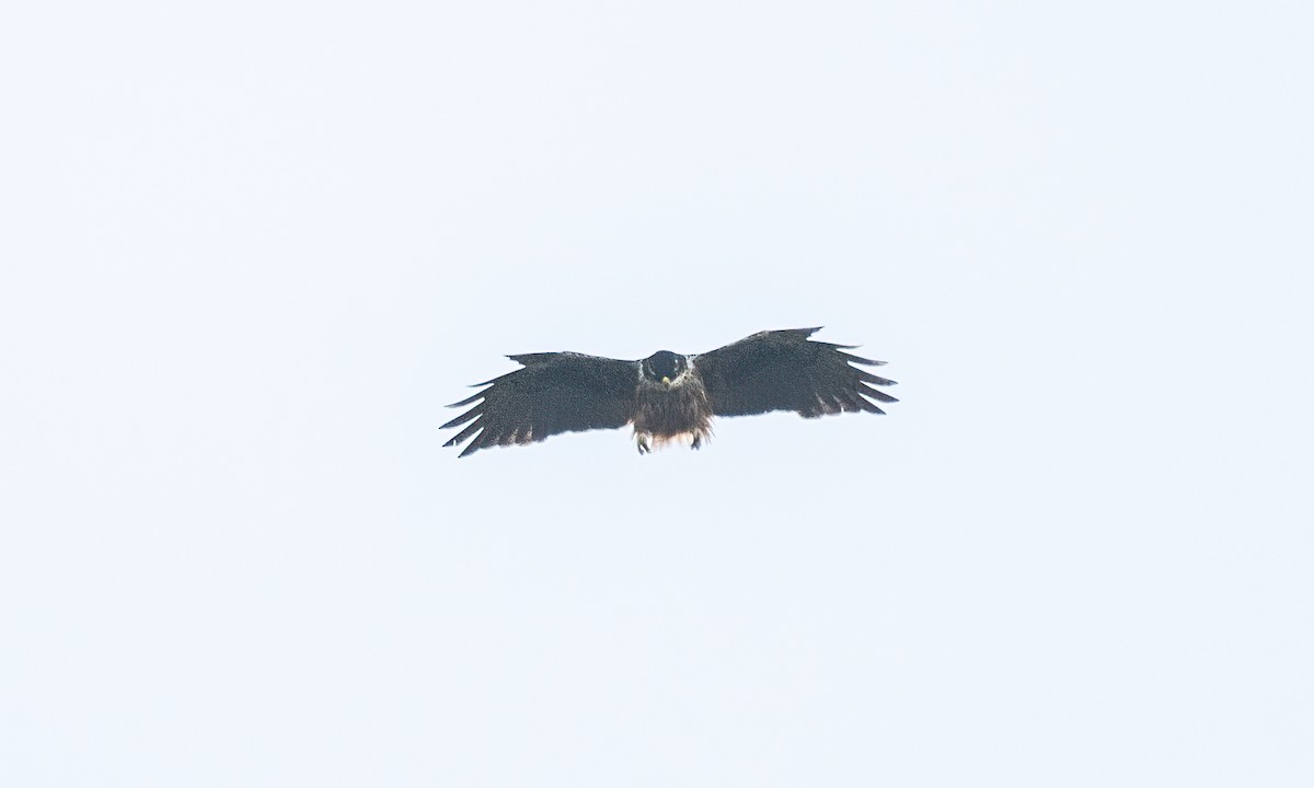 Rufous-bellied Eagle - ML619867617