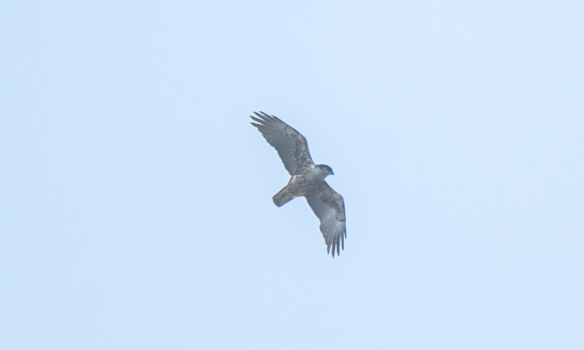 Rufous-bellied Eagle - ML619867623