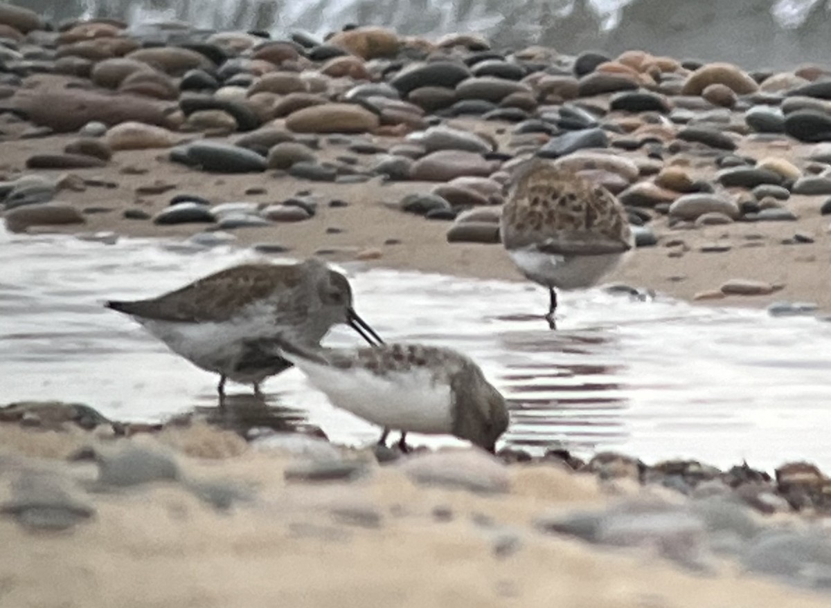 Dunlin - Steve Minard