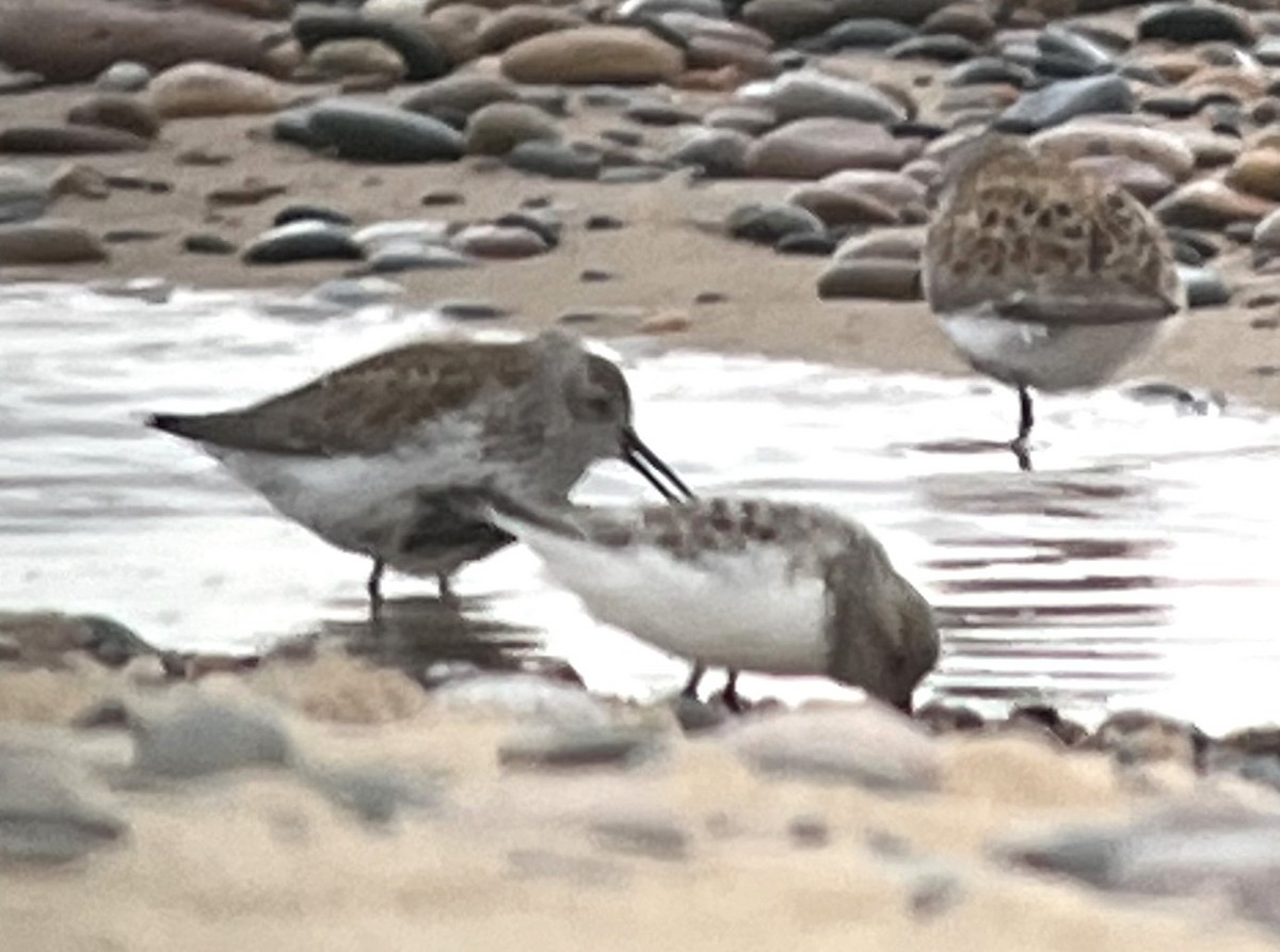 Sanderling - ML619867631