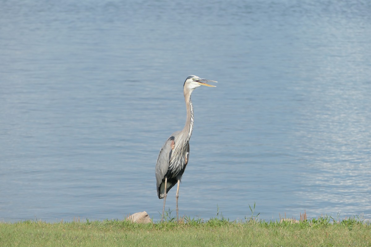 Great Blue Heron - ML619867632