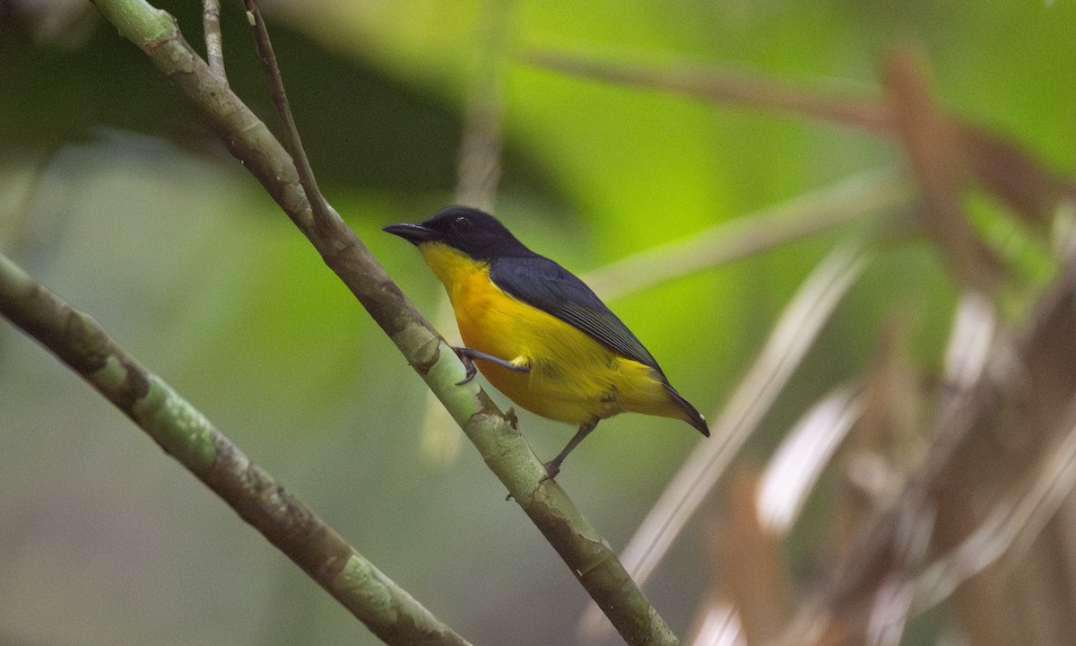 Orange-bellied Flowerpecker - ML619867645