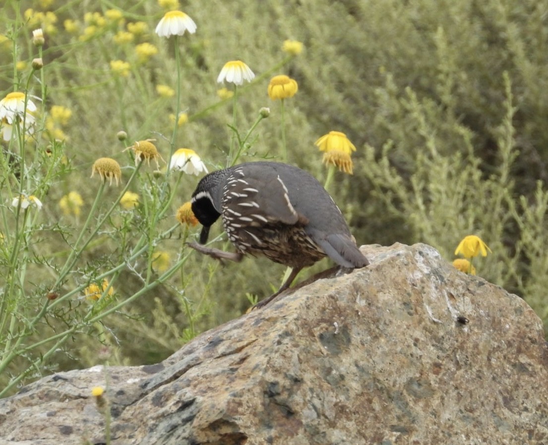 California Quail - ML619867654