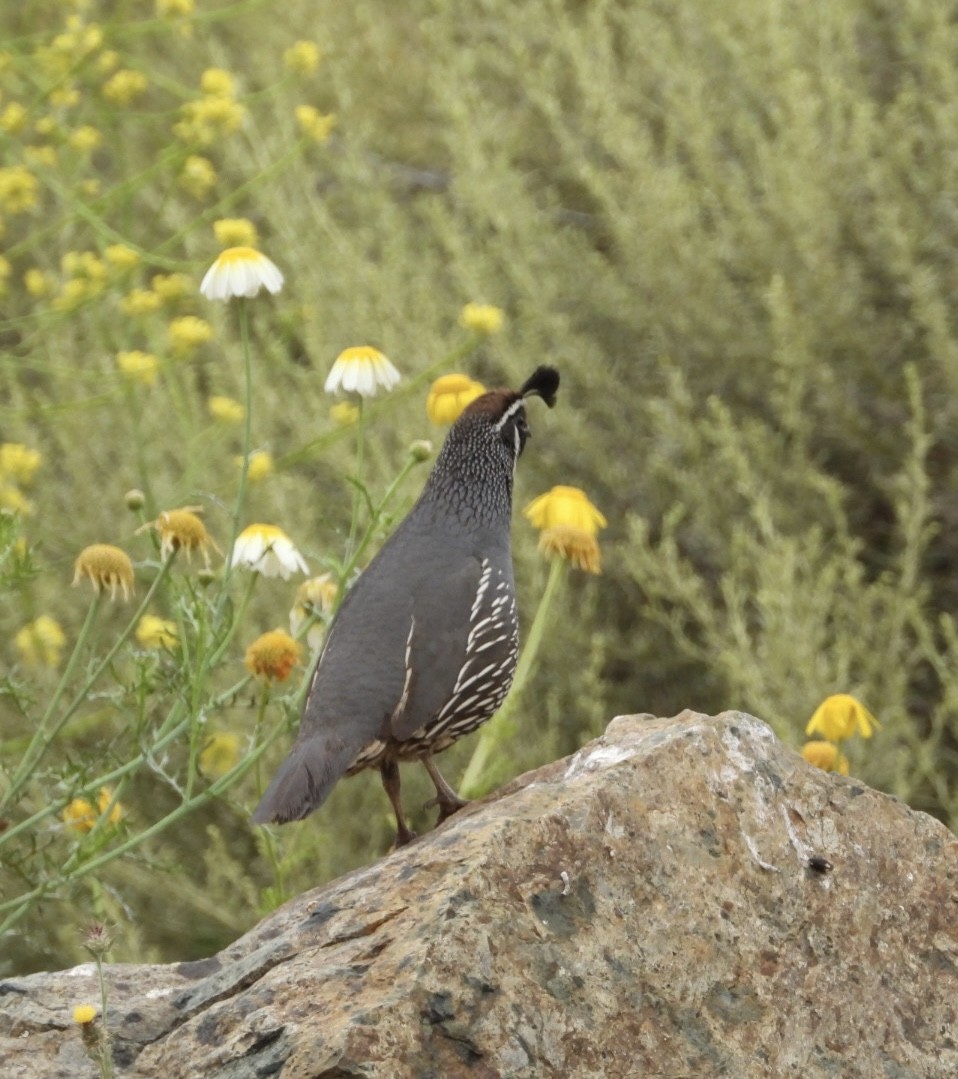 California Quail - ML619867655