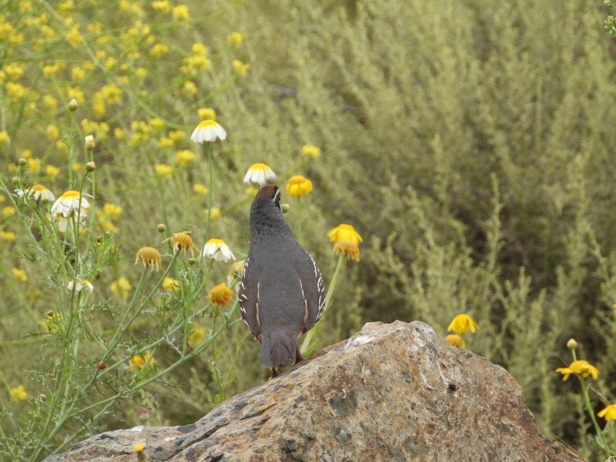 California Quail - ML619867656