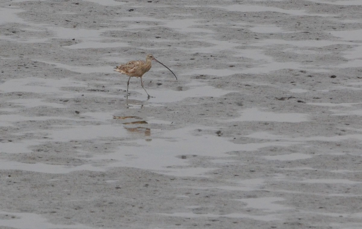 Long-billed Curlew - Pablo Gutiérrez Maier