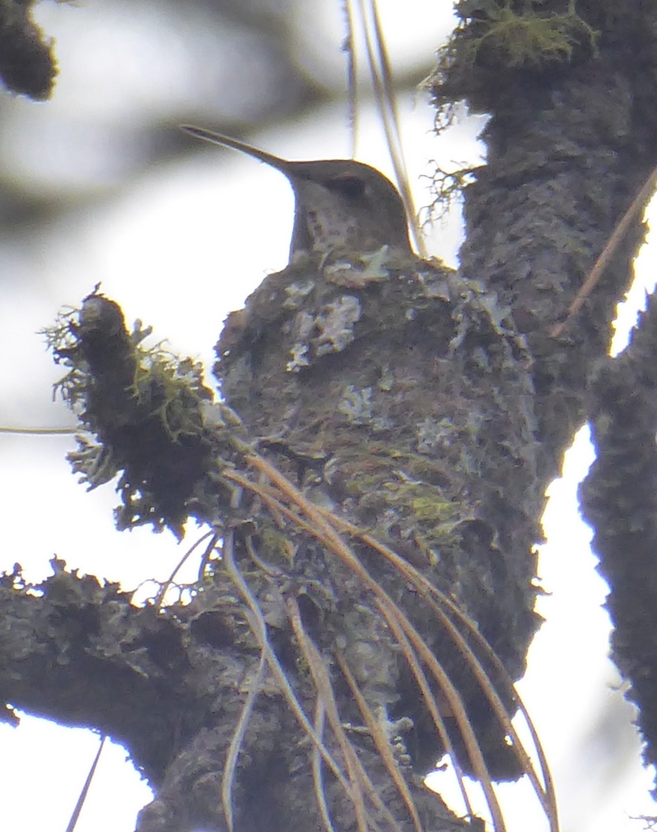 Calliope Hummingbird - ML619867673