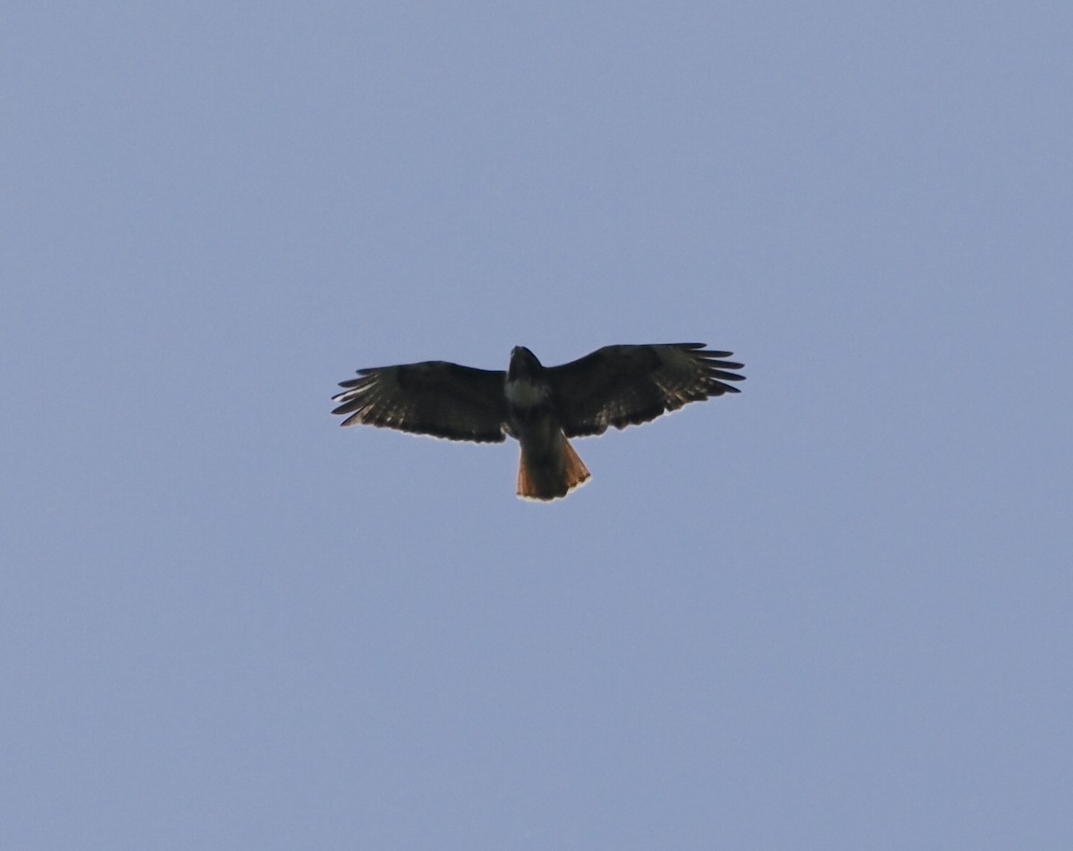 Red-tailed Hawk - ML619867677
