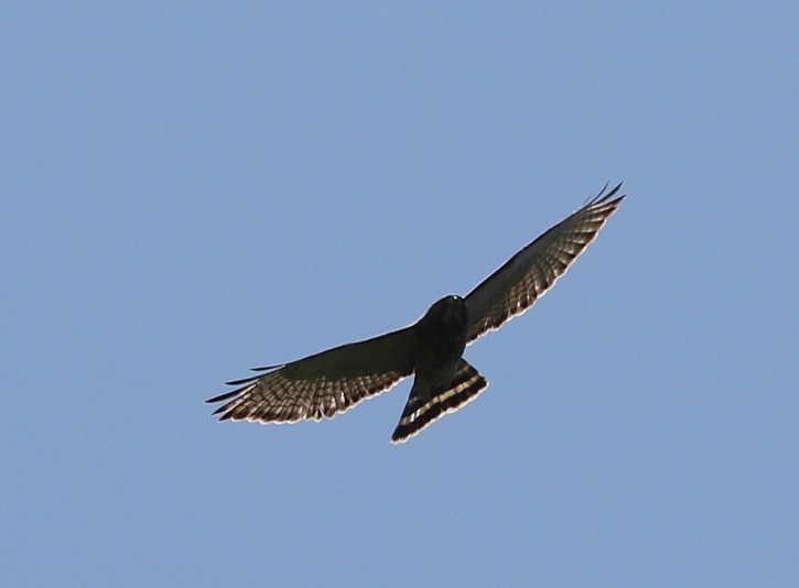 Broad-winged Hawk - ML619867680