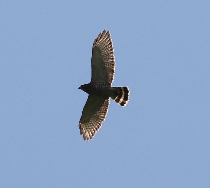 Broad-winged Hawk - ML619867682