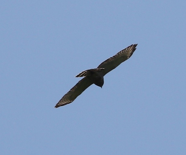 Broad-winged Hawk - ML619867683