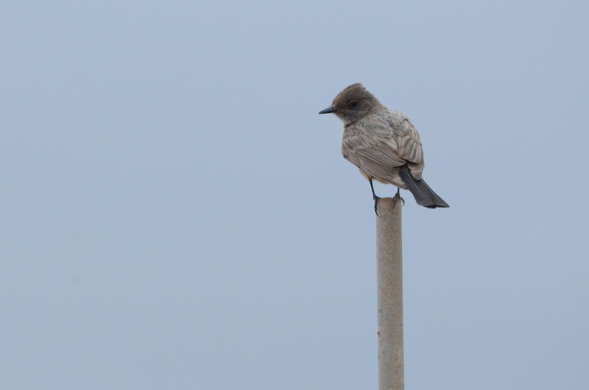 Say's Phoebe - ML619867688