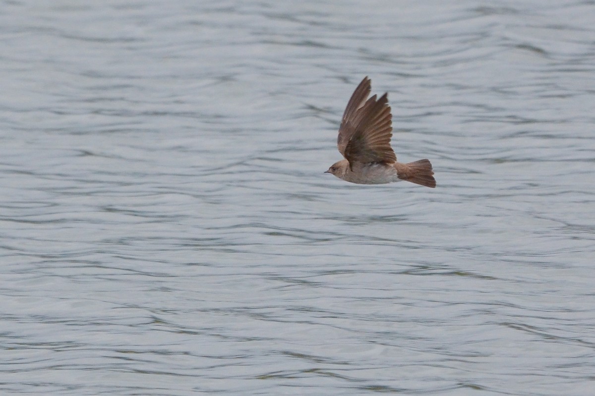 Northern Rough-winged Swallow - ML619867691