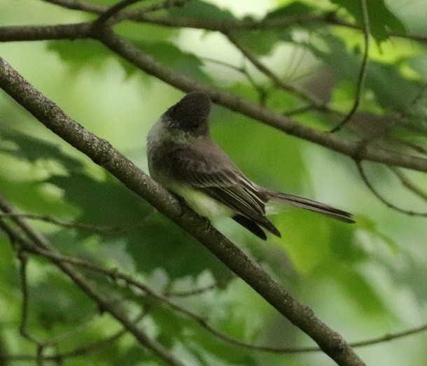 Eastern Phoebe - ML619867701