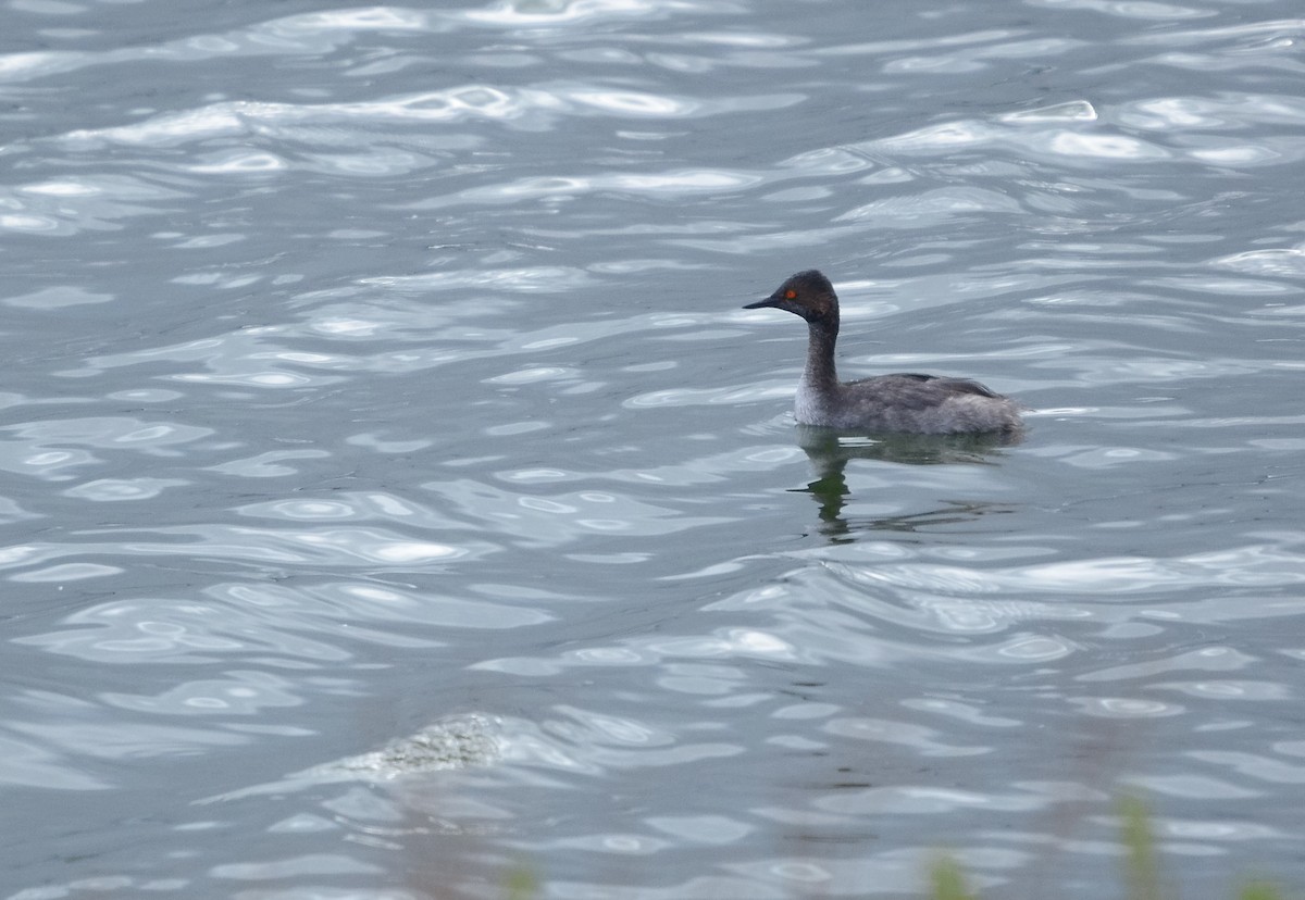 Eared Grebe - ML619867708