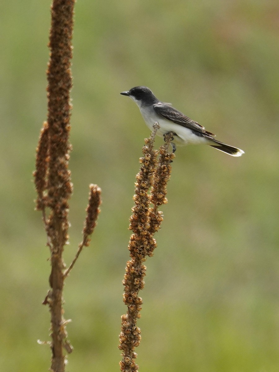 Eastern Kingbird - ML619867712