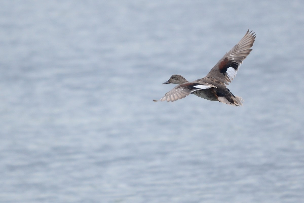 Gadwall - Pablo Gutiérrez Maier