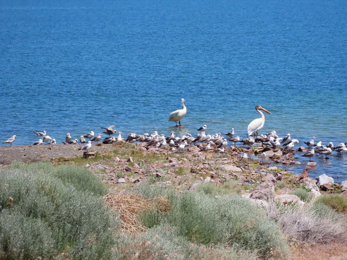 gull sp. - ML619867719