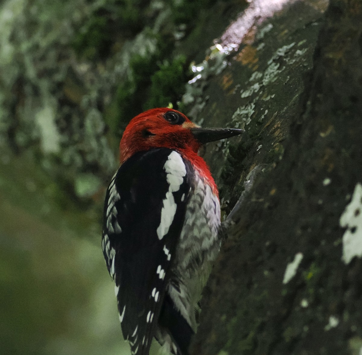 Red-breasted Sapsucker - ML619867722