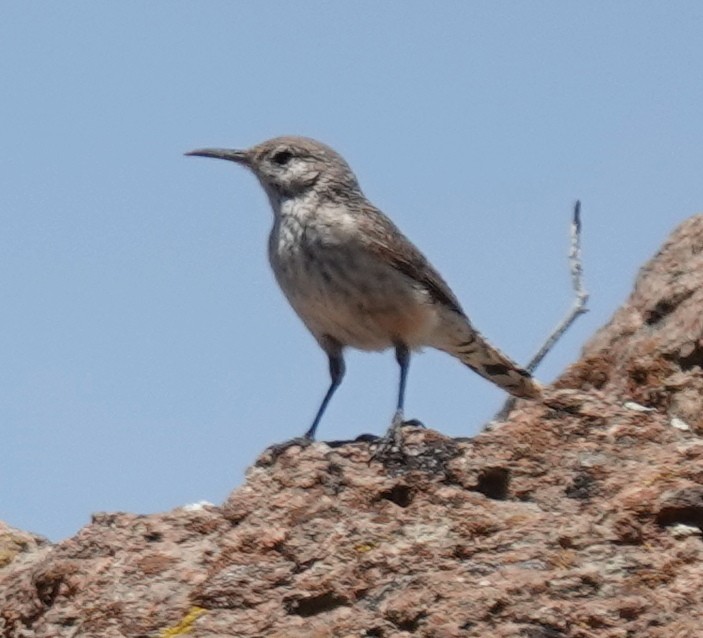 Rock Wren - ML619867727