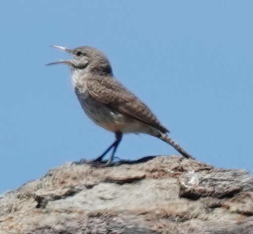 Rock Wren - ML619867728